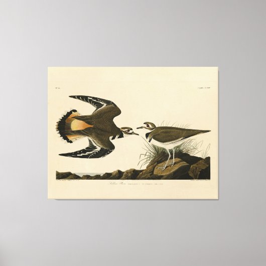Kilhertenliefen (Killhert) Audubon Birds of Americ Canvas Afdruk (Voorkant)