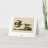 Kilhertenliefen (Killhert) Audubon Birds of Americ Kaart (Achterkant)