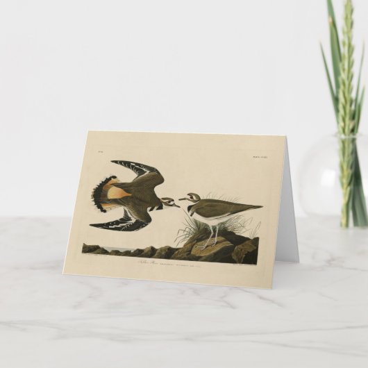 Kilhertenliefen (Killhert) Audubon Birds of Americ Kaart (Voorkant)