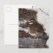 Killdeer-ansichtkaart Briefkaart (Voorkant / Achterkant)