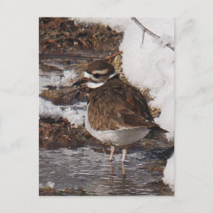Killdeer-ansichtkaart Briefkaart