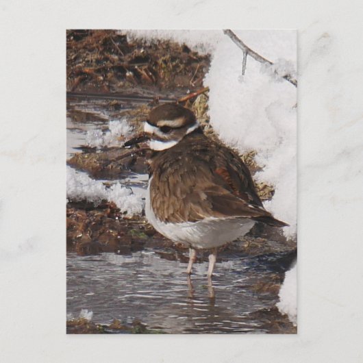 Killdeer-ansichtkaart Briefkaart (Voorkant)