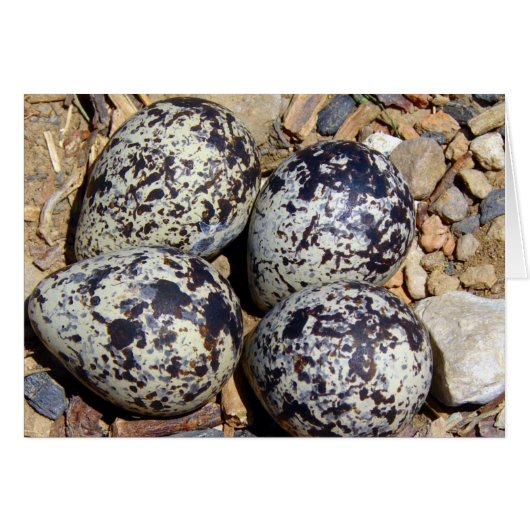 KillDeer Nest met eieren (Voorkant Horizontaal)