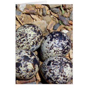 KillDeer Nest met eieren