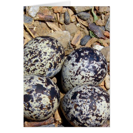 KillDeer Nest met eieren (Voorkant)