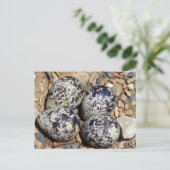 KillDeer Nest met eieren Briefkaart (Staand voorkant)
