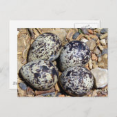 KillDeer Nest met eieren Briefkaart (Voorkant / Achterkant)