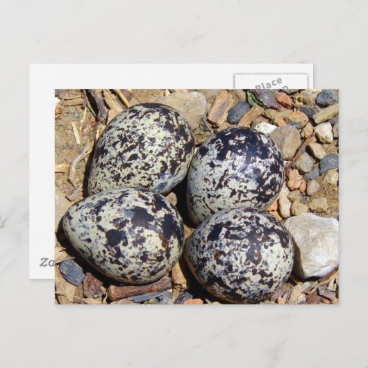 KillDeer Nest met eieren Briefkaart (Voorkant / Achterkant)