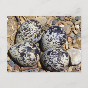 KillDeer Nest met eieren Briefkaart
