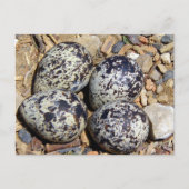 KillDeer Nest met eieren Briefkaart (Voorkant)