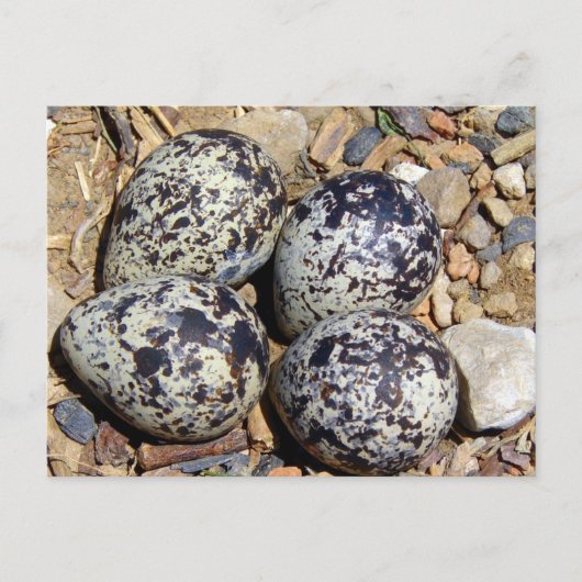 KillDeer Nest met eieren Briefkaart (Voorkant)