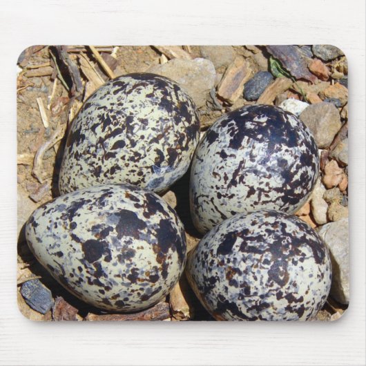 KillDeer Nest met eieren Muismat (Voorkant)