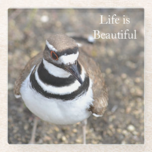 Killdeer vogel (foto door mij) glazen onderzetter