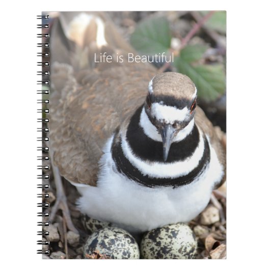 Killdeer vogel met eieren (mijn fotografie) notitieboek (Voorkant)