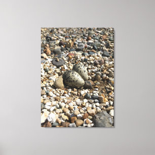 Killder Nest & Eggs Foto op Canvas Afdruk