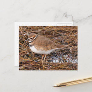 Killder Shorebird in Freezing Mudflats Briefkaart