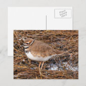 Killder Shorebird in Freezing Mudflats Briefkaart (Voorkant / Achterkant)