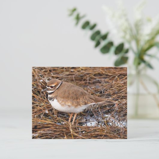 Killder Shorebird in Freezing Mudflats Briefkaart (Staand voorkant)