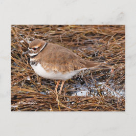 Killder Shorebird in Freezing Mudflats Briefkaart