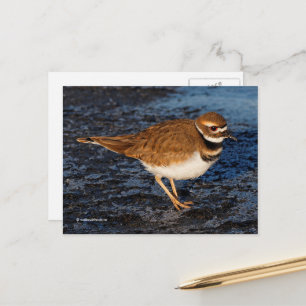 Killder Shorebird op Icy Mudflats Briefkaart