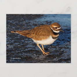 Killder Shorebird op Icy Mudflats Briefkaart