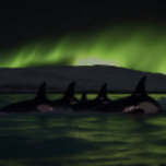 Killer wales under the Aurora - Orca Legpuzzel<br><div class="desc">Verdomd jezelf in het mysterie en de schoonheid van de oceaan en de aurora borealis met deze verbluffende puzzelpuzzel met 's nachts een peul orka's die zwemmen, terwijl een verbluffende aurora een groene gloed op de donkere wateren onder het water gooit. Met maximaal 1014 stuks, cadeau deze puzzel een uitdaging...</div>