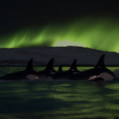 Killer wales under the Aurora - Orca Legpuzzel
