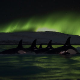Killer wales under the Aurora - Orca Legpuzzel