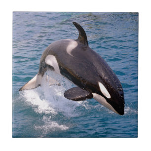 Killer walvis springt uit water tegeltje