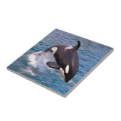 Killer walvis springt uit water tegeltje (Zijkant)