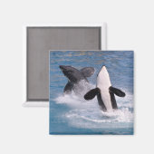 Killer walvissen springen uit het water magneet (Voorkant / Achterkant)