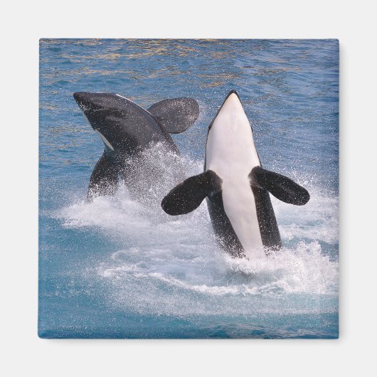 Killer walvissen springen uit het water magneet (Voorkant)