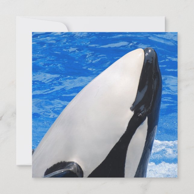 Killer Whale (Voorkant)