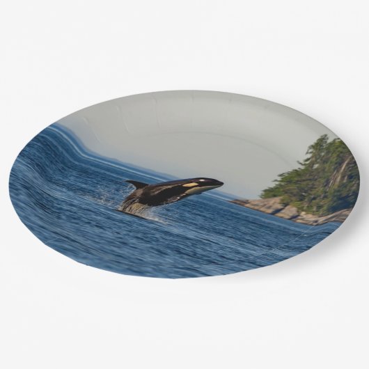 Killer Whale Barriting out Ocean Water Papieren Bordje (Gekanteld)