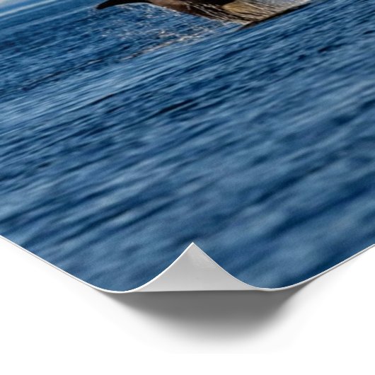 Killer Whale Barriting out Ocean Water Poster (Hoek)