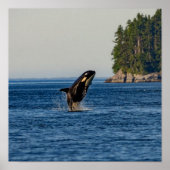 Killer Whale Barriting out Ocean Water Poster (Voorkant)