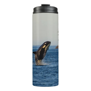 Killer Whale Barriting out Ocean Water Thermosbeker