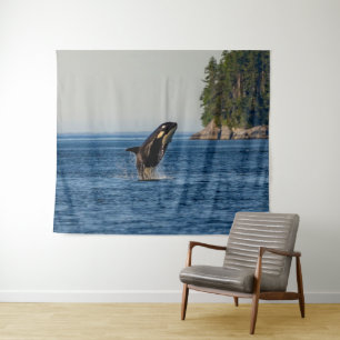 Killer Whale Barriting out Ocean Water Wandkleed