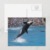 Killer Whale Briefkaart (Voorkant / Achterkant)