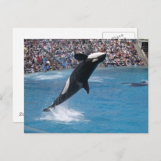 Killer Whale Briefkaart (Voorkant / Achterkant)
