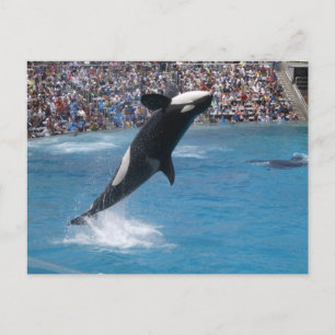 Killer Whale Briefkaart