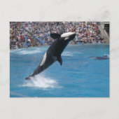 Killer Whale Briefkaart (Voorkant)