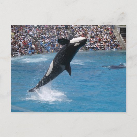 Killer Whale Briefkaart (Voorkant)