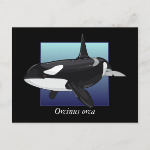 Killer Whale-Briefkaart Briefkaart