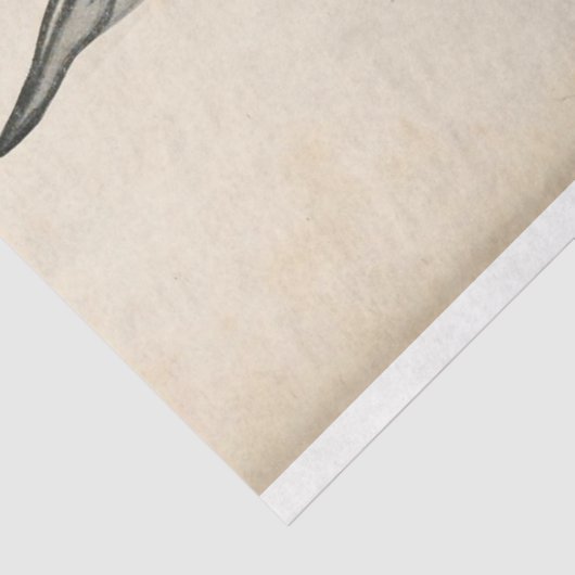  Killer Whale Ephemera Decoupage Nautische Tissuepapier (Detail)