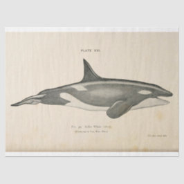 Killer Whale Ephemera Decoupage Nautische Tissuepapier