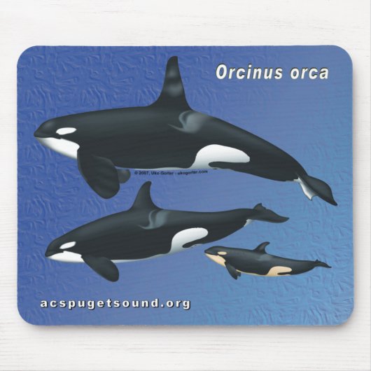 Killer Whale Family Mousepad - blauwe textuur bkg Muismat (Voorkant)