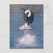 Killer whale jumping out of water briefkaart (Voorkant)