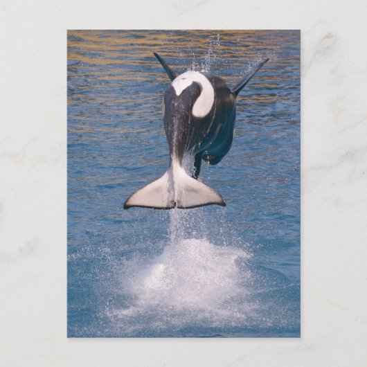 Killer whale jumping out of water briefkaart (Voorkant)