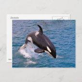 Killer whale jumping out of water briefkaart (Voorkant / Achterkant)